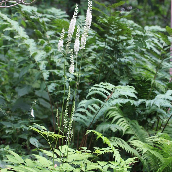 black cohosh plant