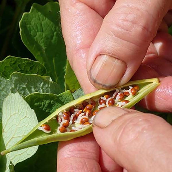 Native Seed Sowing Workshop