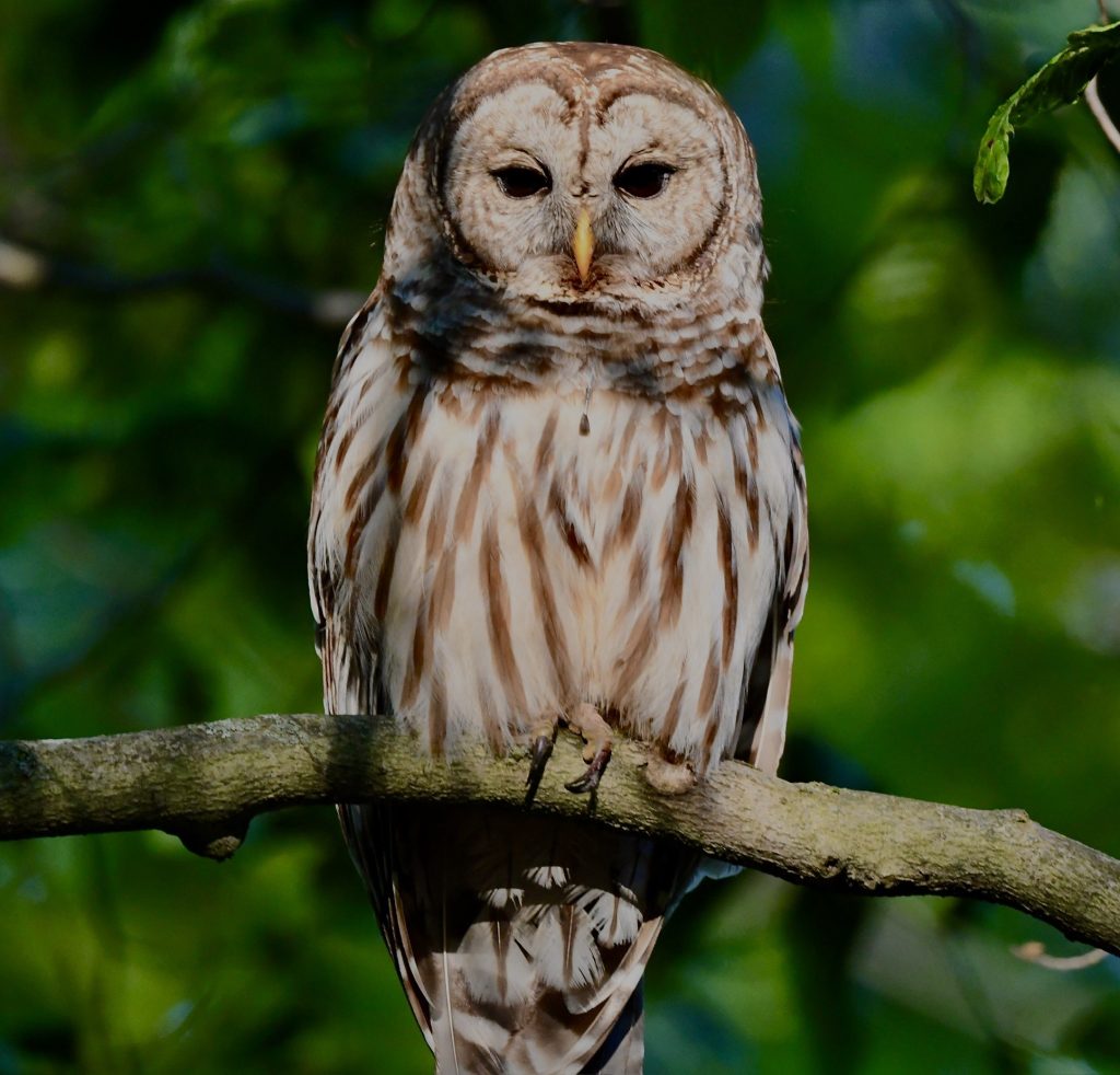 Barred Owl perched on branch