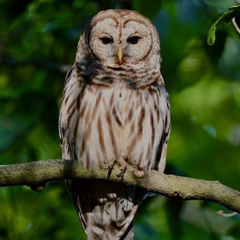 Barred Owl perched on branch