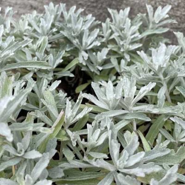 Artemisia ludoviciana GardenGhost