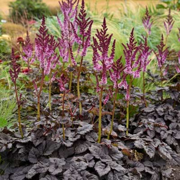 Astilbe chinensis 'Dark Side of the Moon'