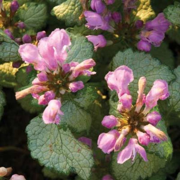 Lamium maculatum 'Red Nancy'