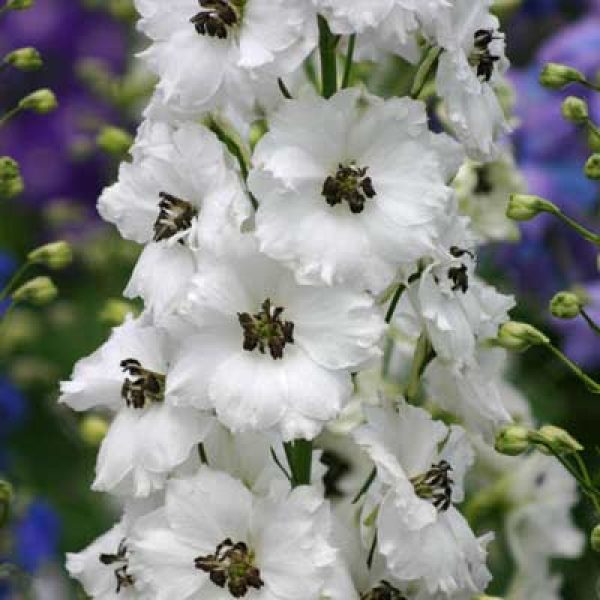 Delphinium x 'Black Eyed Angels'