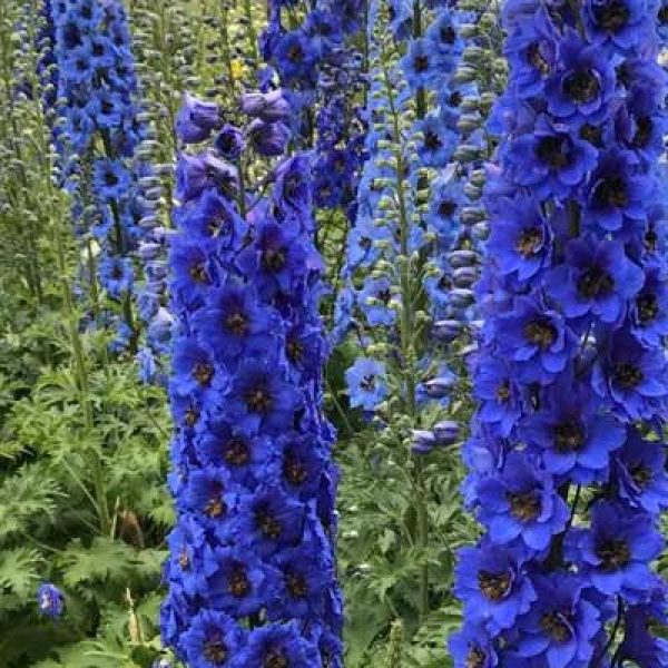 Delphinium x New Millennium 'Blue Buccaneers'