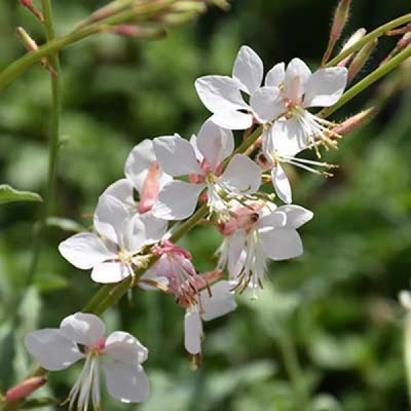 Gaura lindheimeri 'Whirling Butterflies'
