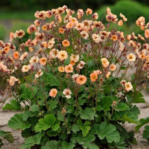 Geum 'Cocktail Mai Tai'