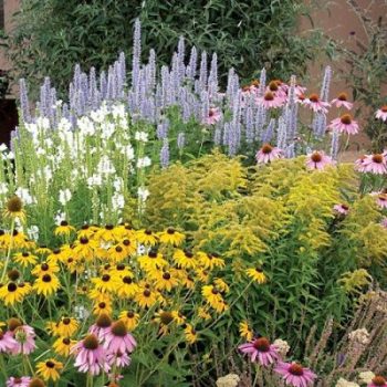 native plant garden