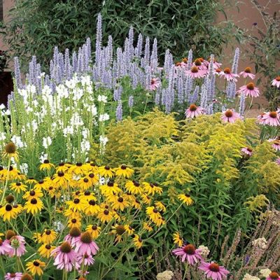 assorted native garden plants