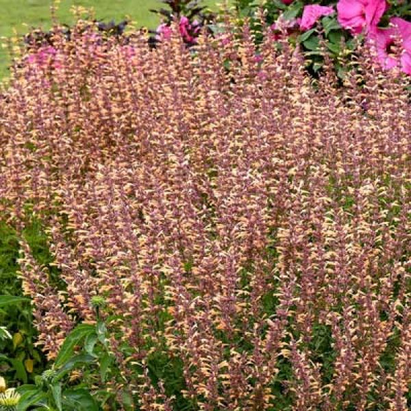 Agastache x Meant to Bee 'Queen Nectarine'