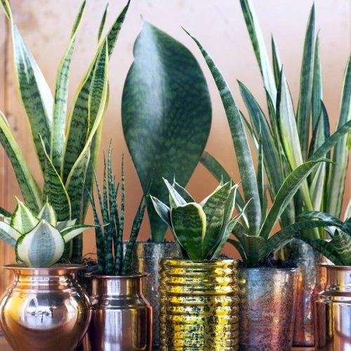 various types of house plants in brass pots