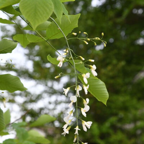 Xanthorhiza simplicissima