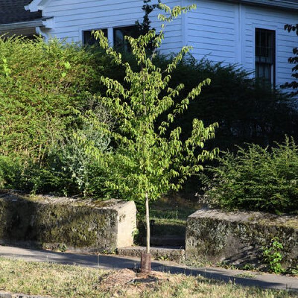 Carpinus caroliniana