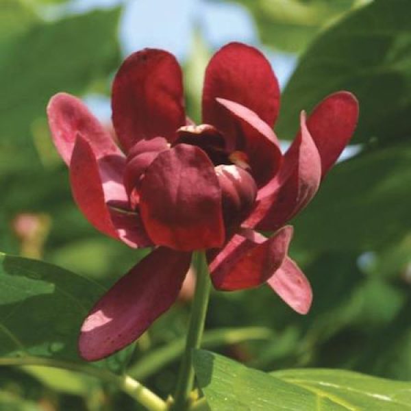 Calycanthus x Aphrodite