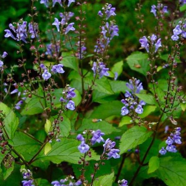 Scutellaria 'Appalachian Blues'
