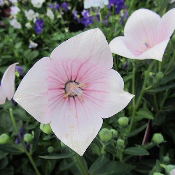 Platycodon grandiflorus 'Astra White'