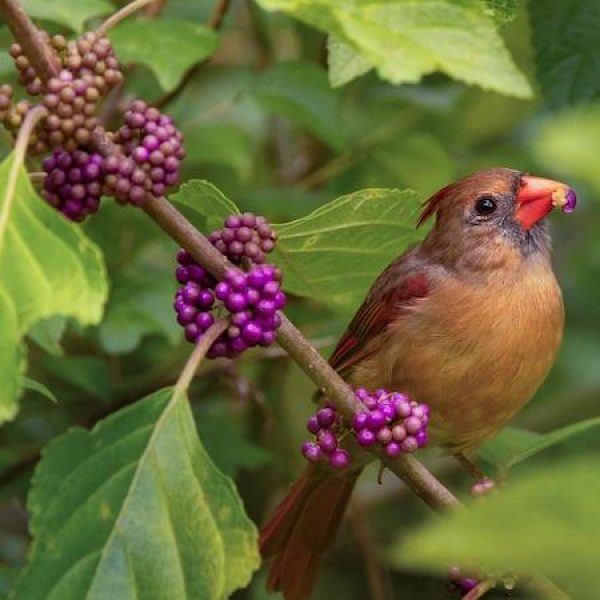 Callicarpa americana