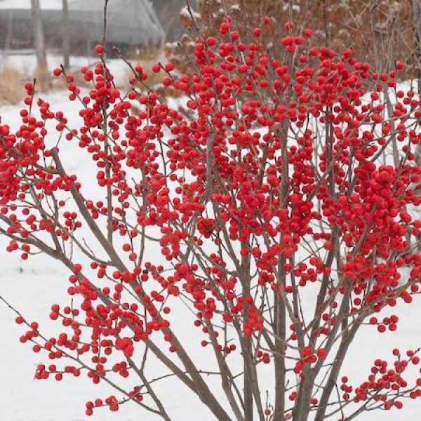 Ilex verticillata 'Berry Poppins'