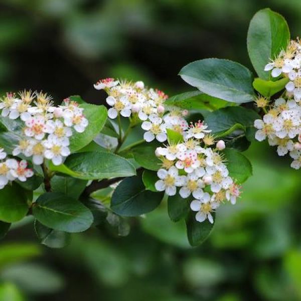 Aronia melanocarpa