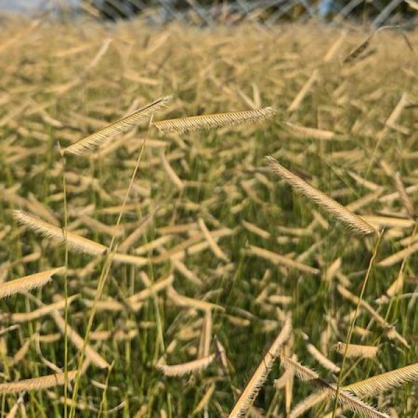 Bouteloua gracilis 'Blonde Ambition'