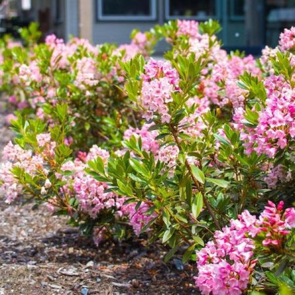 Rhododendron micrantha 'Bloombux Magenta'