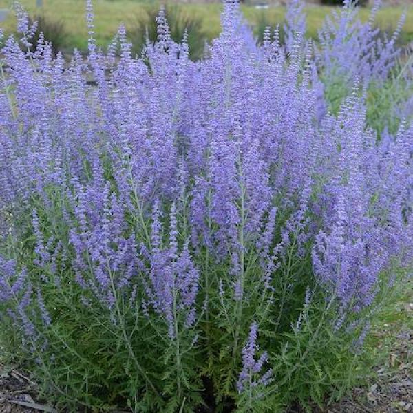 Perovskia atriplicifolia 'Blue Jean Baby'