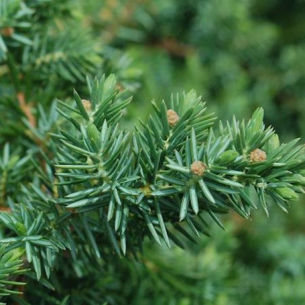 Juniperus conferta 'Blue Pacific'