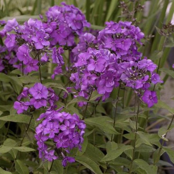 Phlox paniculata 'Blue Paradise'