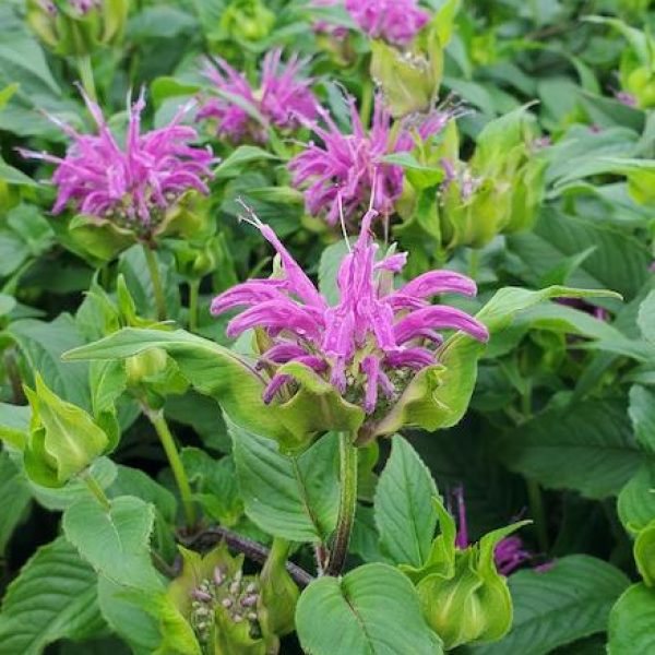 Monarda Blue Stocking