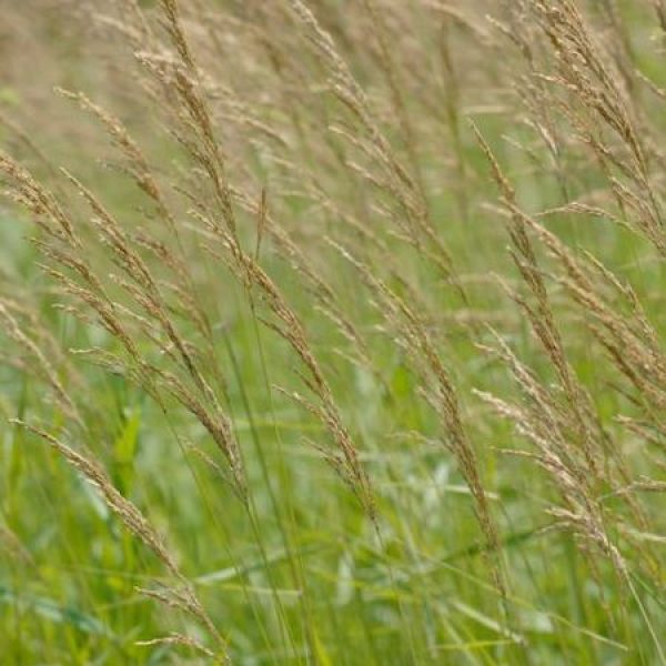 Calamagrostis canadensis