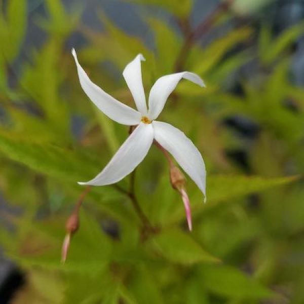 Porteranthus trifoliatus