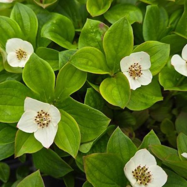 Cornus canadensis