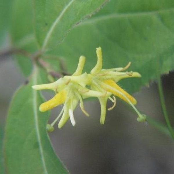 Diervilla lonicera