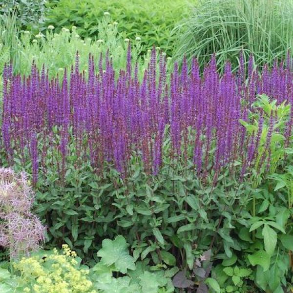 Salvia nemorosa 'Caradonna'