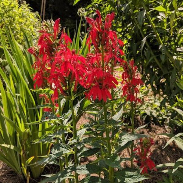 Lobelia cardinalis