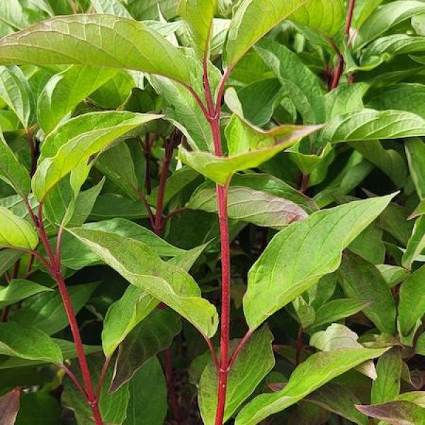 Cornus sericea 'Cardinal'
