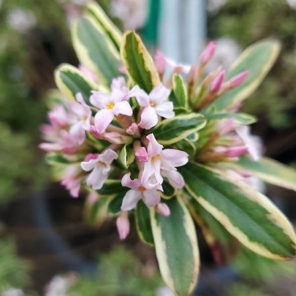 Daphne x burkwoodii 'Carol Mackie'