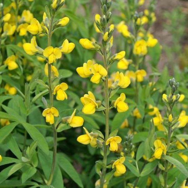 Thermopsis villosa