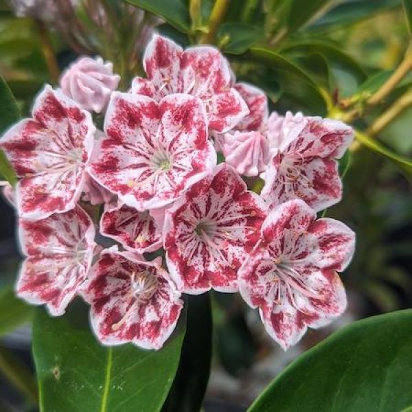 Kalmia latifolia 'Carousel'