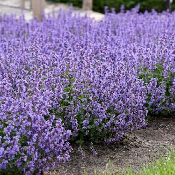 Nepeta x 'Cat's Pajamas'