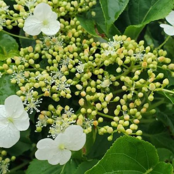 Hydrangea anomala petiolaris