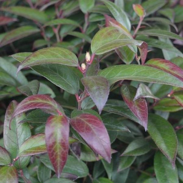 Leucothoe axillaris