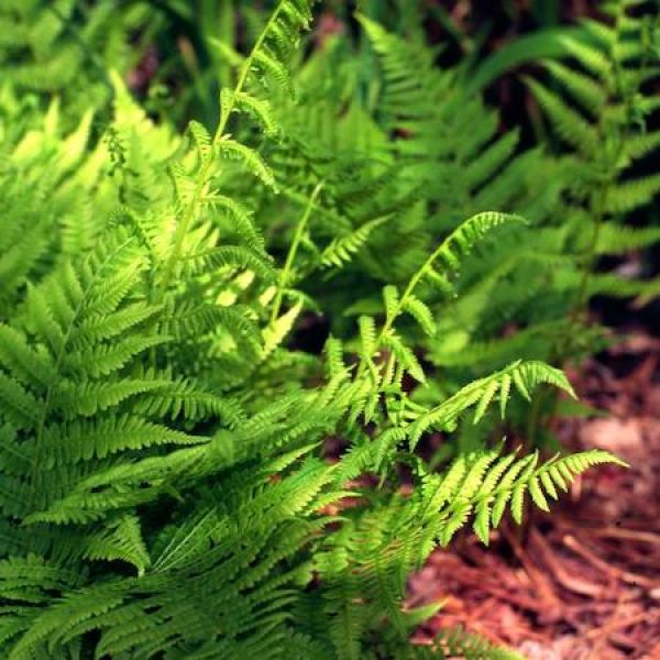 Athyrium filix-femina