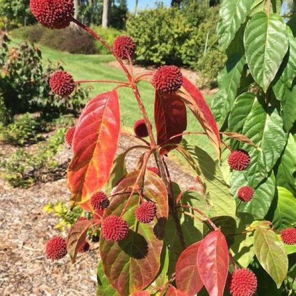 Cephalanthus occidentalis 'Crimson Comets'