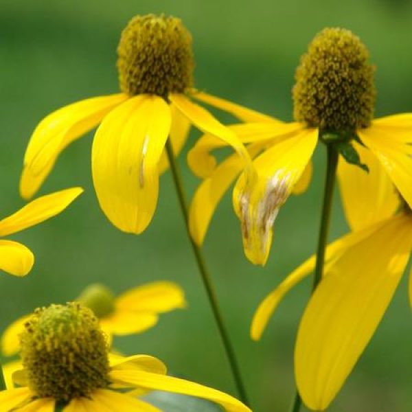 Rudbeckia laciniata