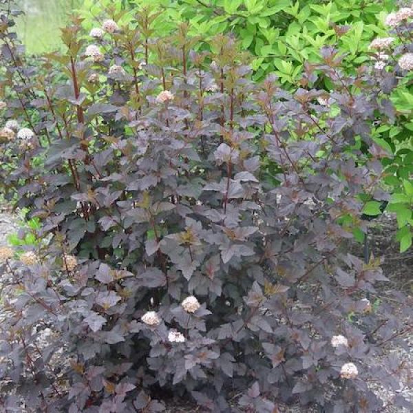 Physocarpus opulifolius 'Diabolo'