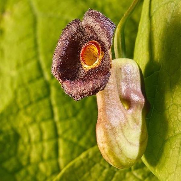 Aristolochia macrophylla