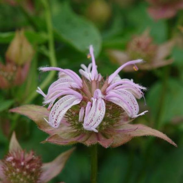 Monarda bradburiana