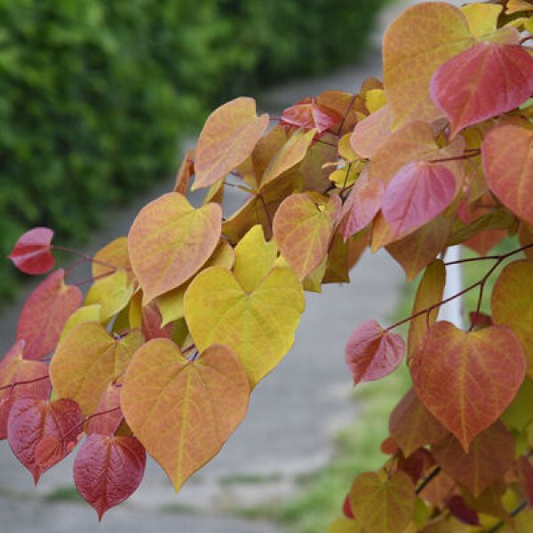 Cercis canadensis 'Flame Thrower'