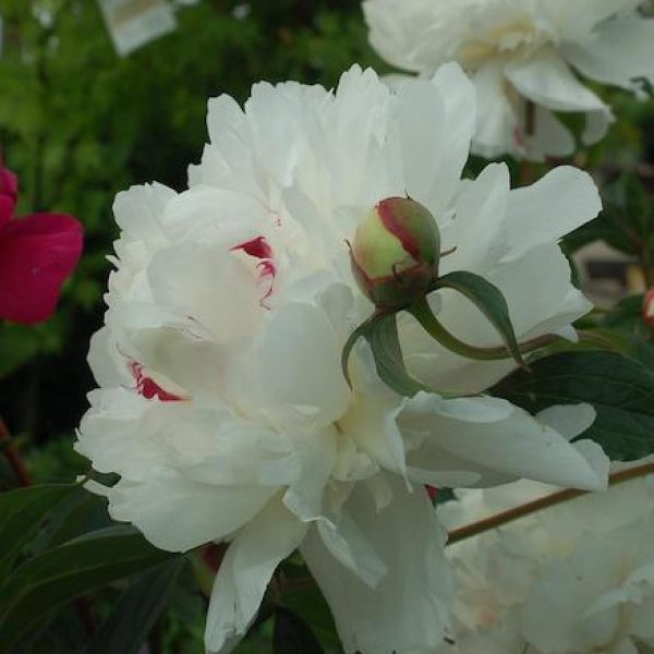 Paeonia lactiflora 'Festiva Maxima'